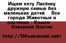 Ищем коту Лисёнку дружную семью без маленьких детей  - Все города Животные и растения » Кошки   . Северная Осетия